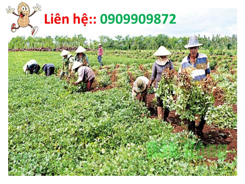 Chuyên cung cấp đậu phộng Củ Chi tại quận 5 Chuyên cung cấp đậu phộng Củ Chi tại quận 5