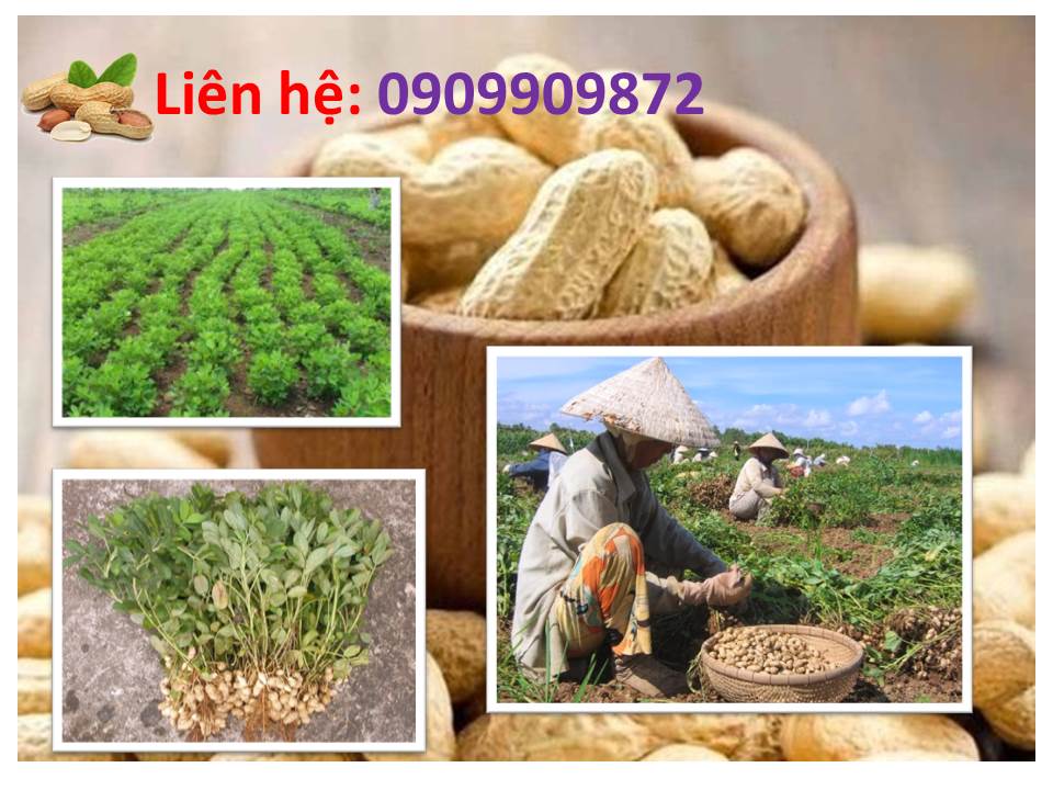 Chuyên cung cấp đậu phộng Củ Chi tại quận Phú Nhuận Chuyên cung cấp đậu phộng Củ Chi tại quận Phú Nhuận