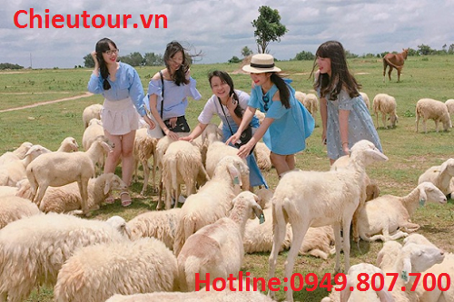 Đồng Cừu Suối Nghệ Đồng Cừu Suối Nghệ