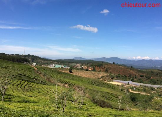 Đồi chè Cầu Đất Đà Lạt