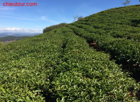Đồi chè Đà Lạt