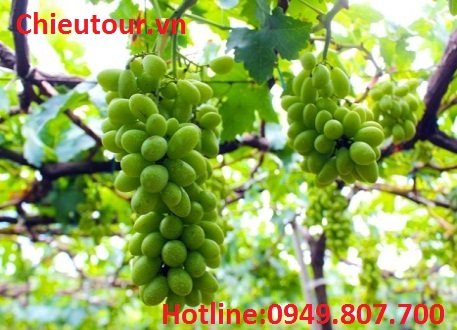   TOUR DU LỊCH NHA TRANG - ĐÀ LẠT