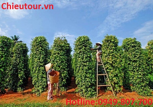 Vườn Tiêu Phu Quốc Vườn Tiêu Phu Quốc