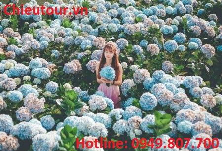 Vườn Hoa Cẩm Tú Cầu Vườn Hoa Cẩm Tú Cầu