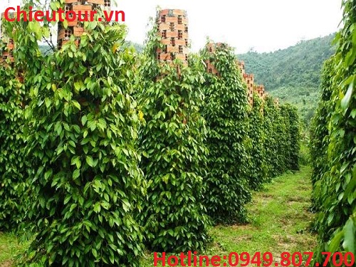 Vườn Tiêu Vườn Tiêu