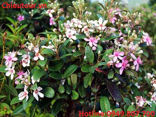 Cây Sim Rừng PQ Cây Sim Rừng PQ