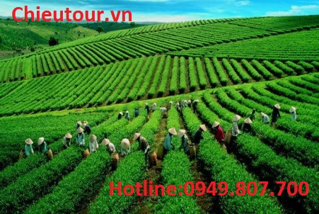 Đồi Chè Đồi Chè