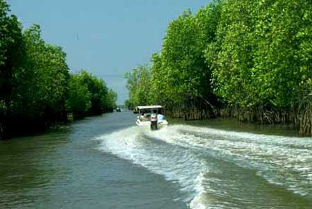 Rừng Đước Năm Căn