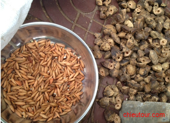 Hạt Bàng Côn Đảo Hạt Bàng Côn Đảo