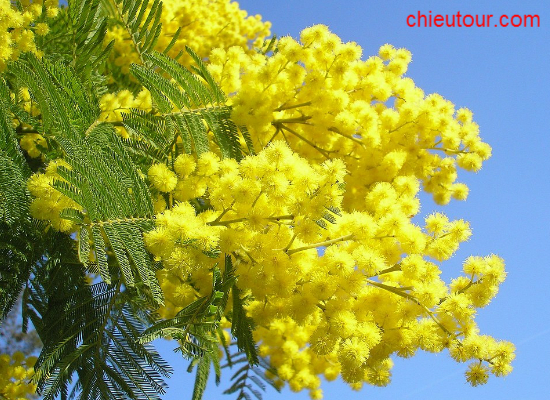 Hoa Mimosa Đà Lạt Hoa Mimosa Đà Lạt