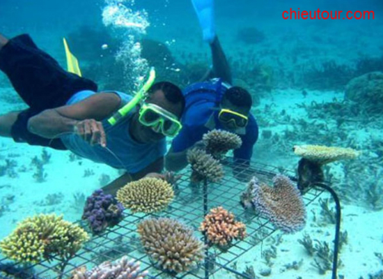 Ngắm san hô tại Hòn Mun Ngắm san hô tại Hòn Mun