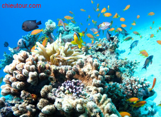 Sinh vật biển tại Hòn Mun Sinh vật biển tại Hòn Mun