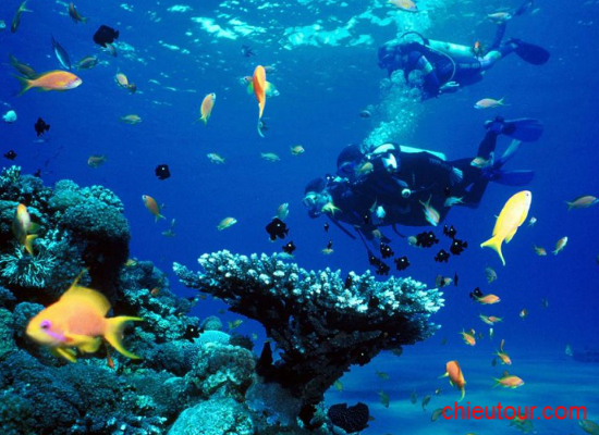 Vẻ đẹp dưới long Đại Dương Vẻ đẹp dưới long Đại Dương