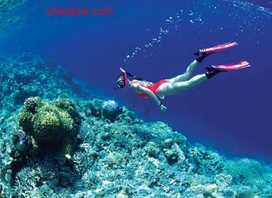 Vẻ đẹp San hô tại Hòn Tằm Vẻ đẹp San hô tại Hòn Tằm