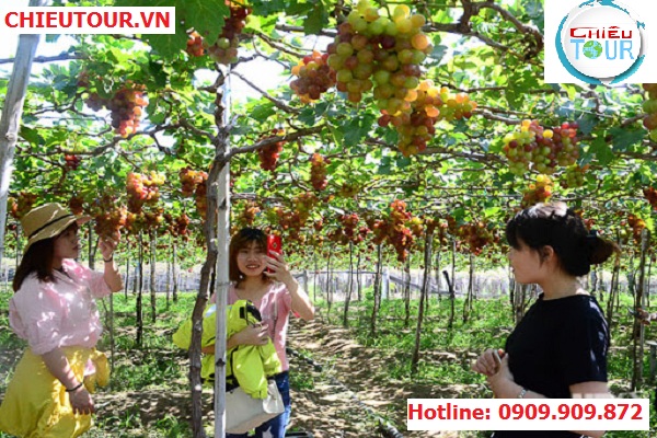 Nho Phan Rang Nho Phan Rang