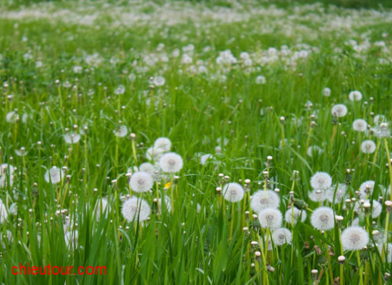 Hoa bồ công anh Hoa bồ công anh