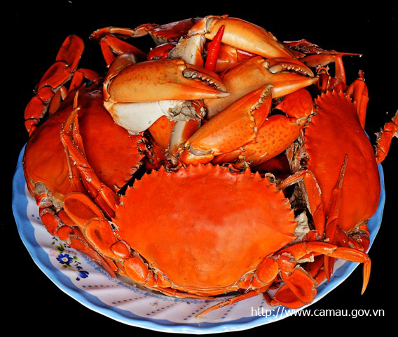 Cua biển cà mau 