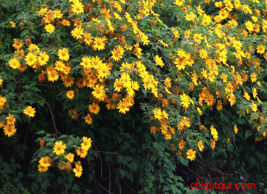 hoa dã quỳ hoa dã quỳ