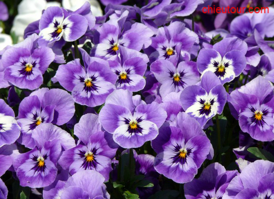 Hoa Pengxe Hoa Pengxe