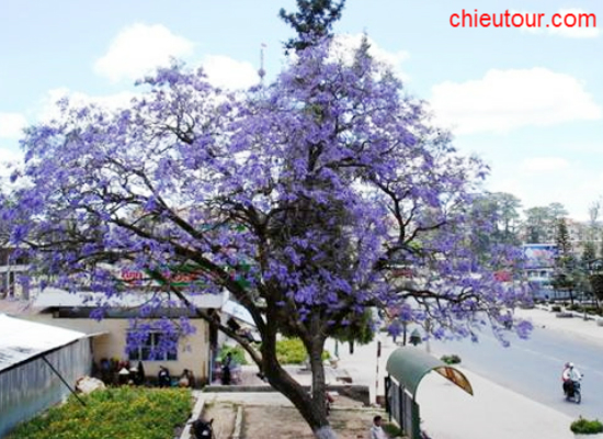 Hoa phượng Tím Hoa phượng Tím