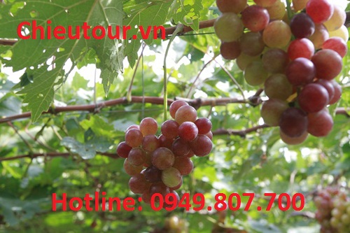 Vườn Nho Vườn Nho